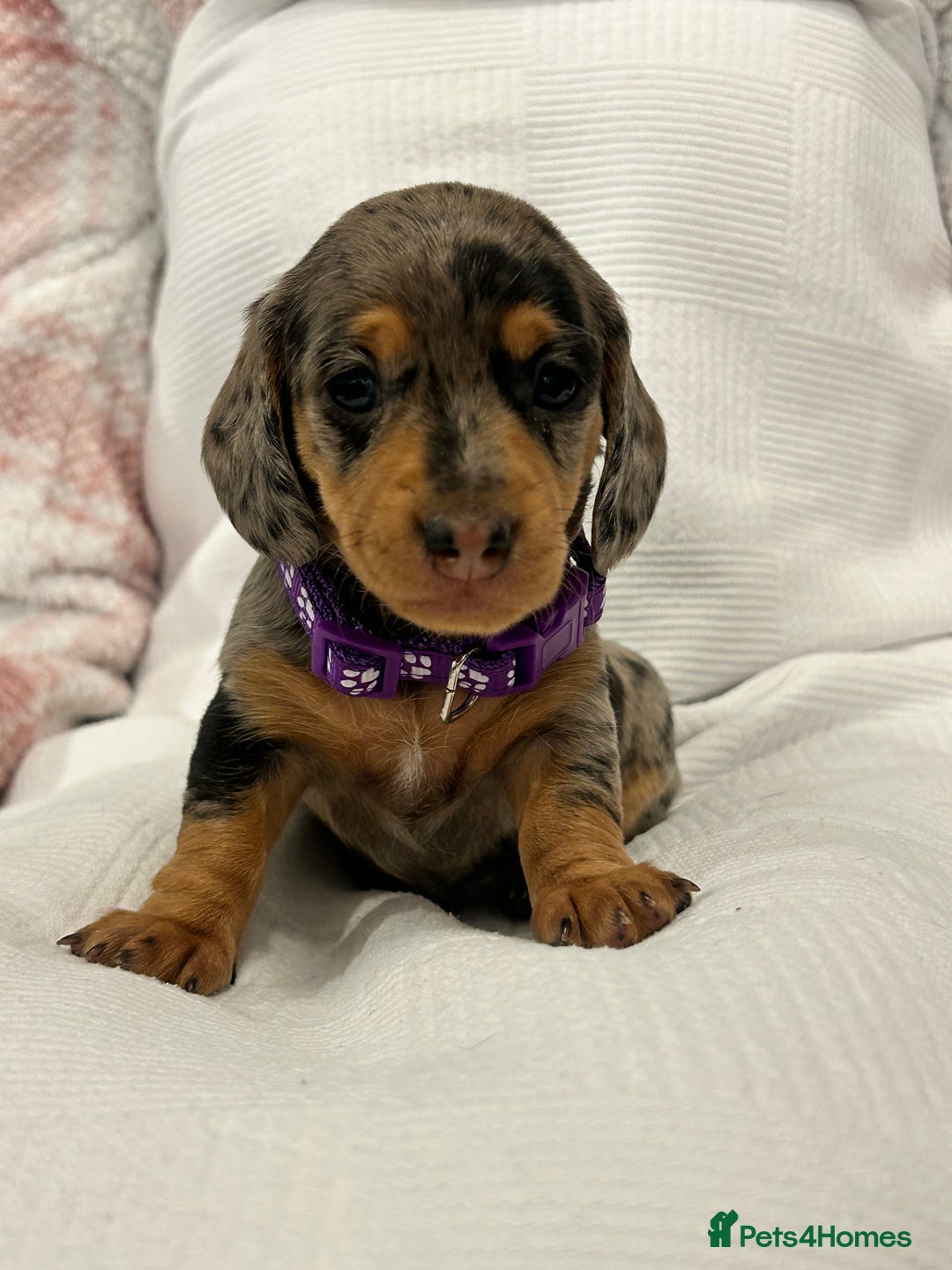 Miniature Dachshund dogs for sale: Beautiful Miniature dachshund puppies - Image 7