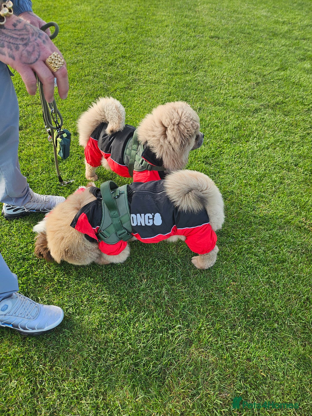 Chow Chow dogs for sale: Outstanding 3 beautiful chow pups - Image 14