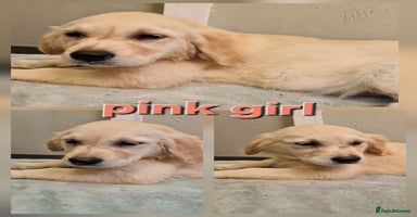 Golden Retriever dogs - Advert 2
