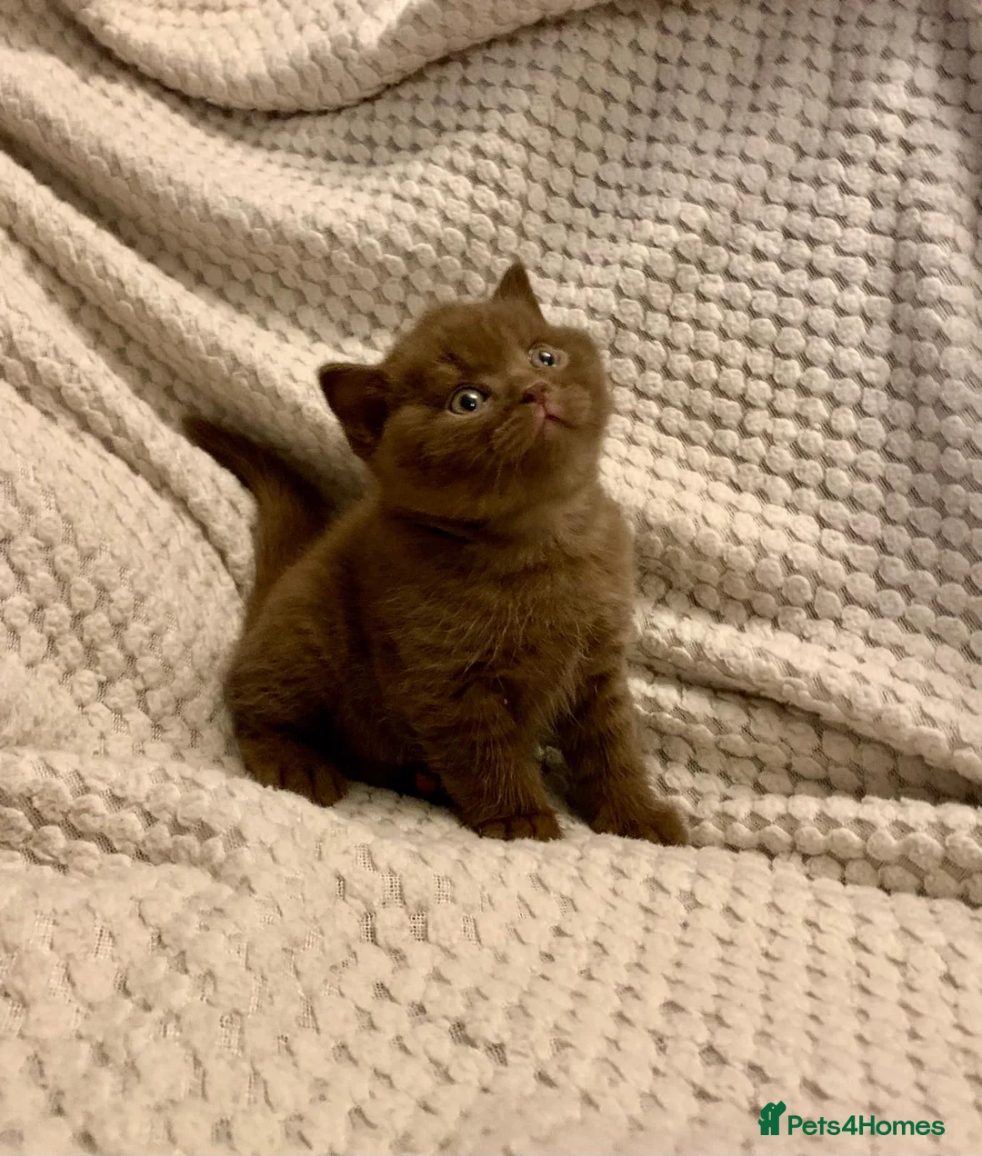 British Shorthair cats for sale: GCCF choclate British shorthair kittens READY NOW  - Advert 29