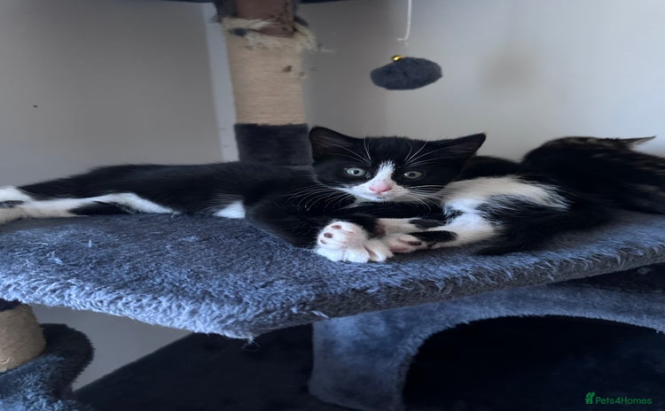 Domestic Shorthair cats - Advert 3