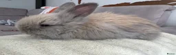 Angora rabbits for sale: Full face Angora babies - Advert 5