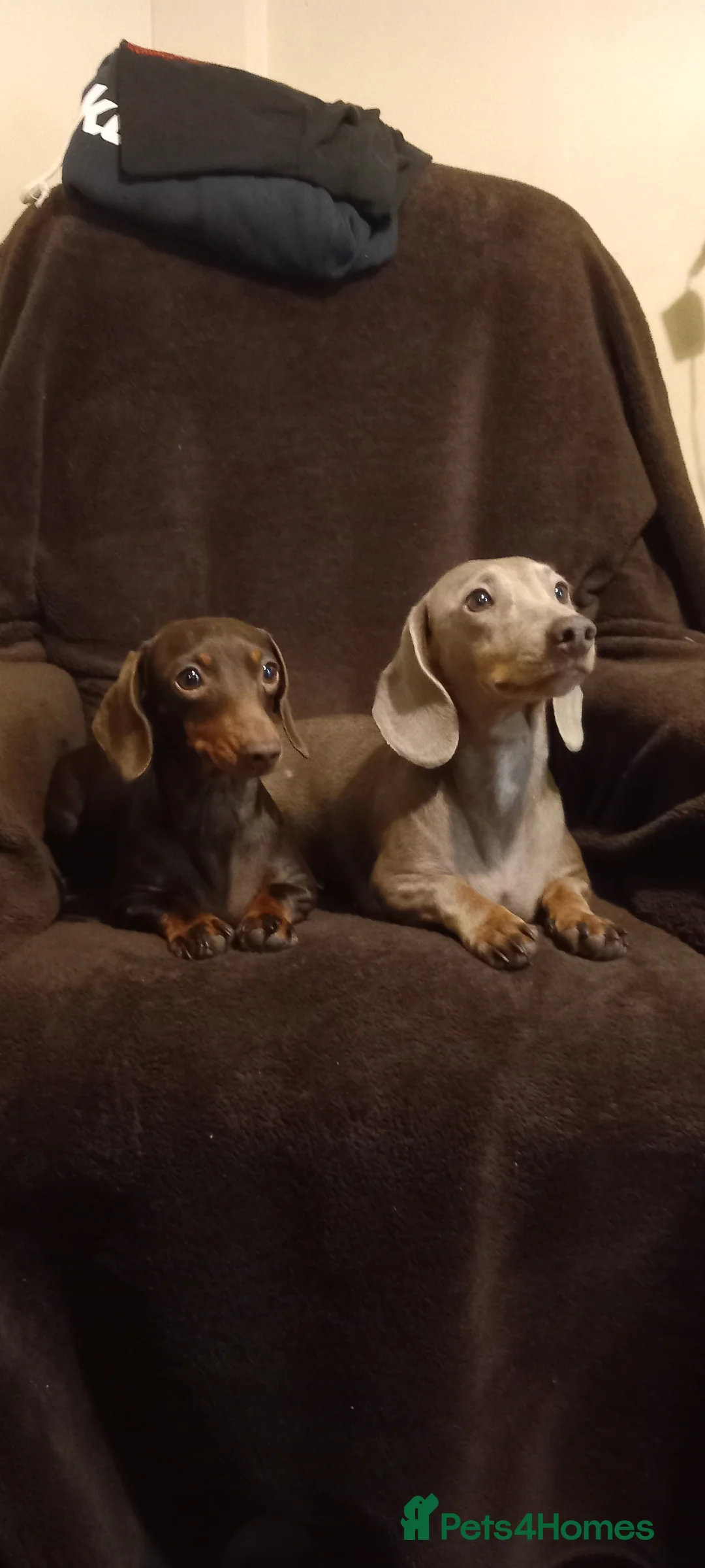 Miniature Dachshund dogs for sale: Beautiful mini dachshund  - Advert 7