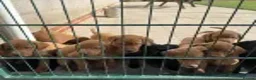 Labrador Retriever dogs for sale: Extensively Health Tested Labrador Puppies - Advert 8