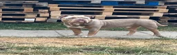 American Bully dogs for sale: Amazing ABKC pocket bully for sale - Advert 3