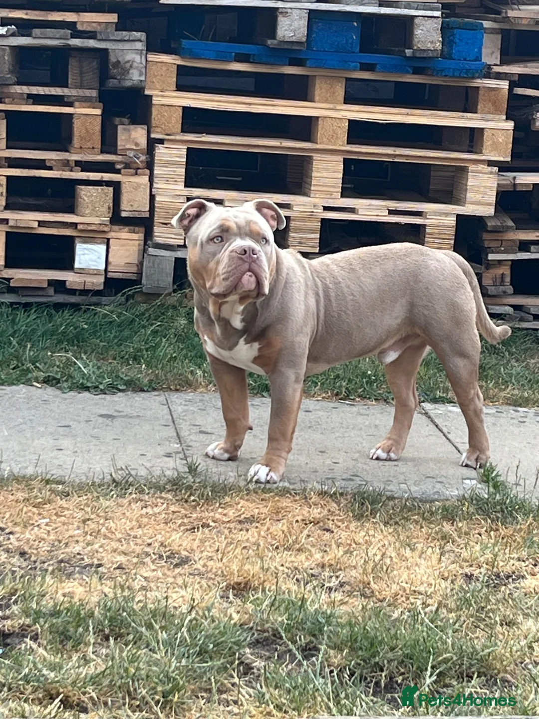 American Bully dogs for sale: Amazing ABKC pocket bully for sale - Advert 3