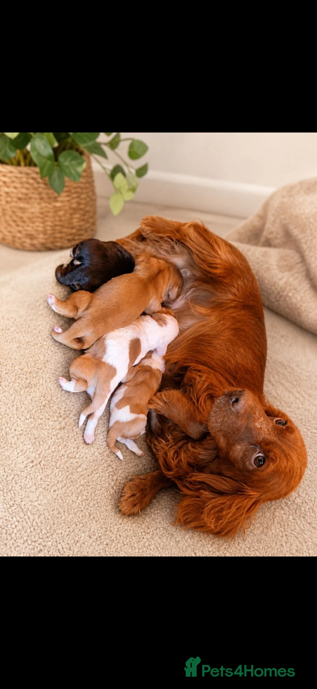 Cockapoo dogs for sale: Cockerpoos  - Advert 1