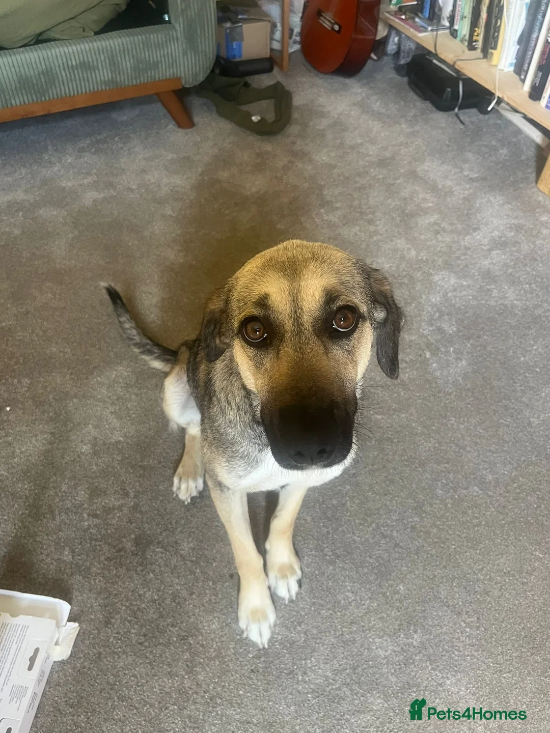 Mixed Breed dogs for adoption: Lovely Lara 🩷 in Oxford - Advert 1