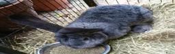 Continental Giant rabbits for sale: Super Stars  Stud Service -Beautiful PROVEN Bucks  - Advert 22