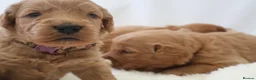 Mini Goldendoodle dogs for sale: F1 Miniature Goldendoodle’s - Advert 17