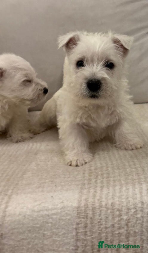 West Highland Terrier dogs 🐾Stunning Family Bred West Highland Terrier Pups - Advert 2