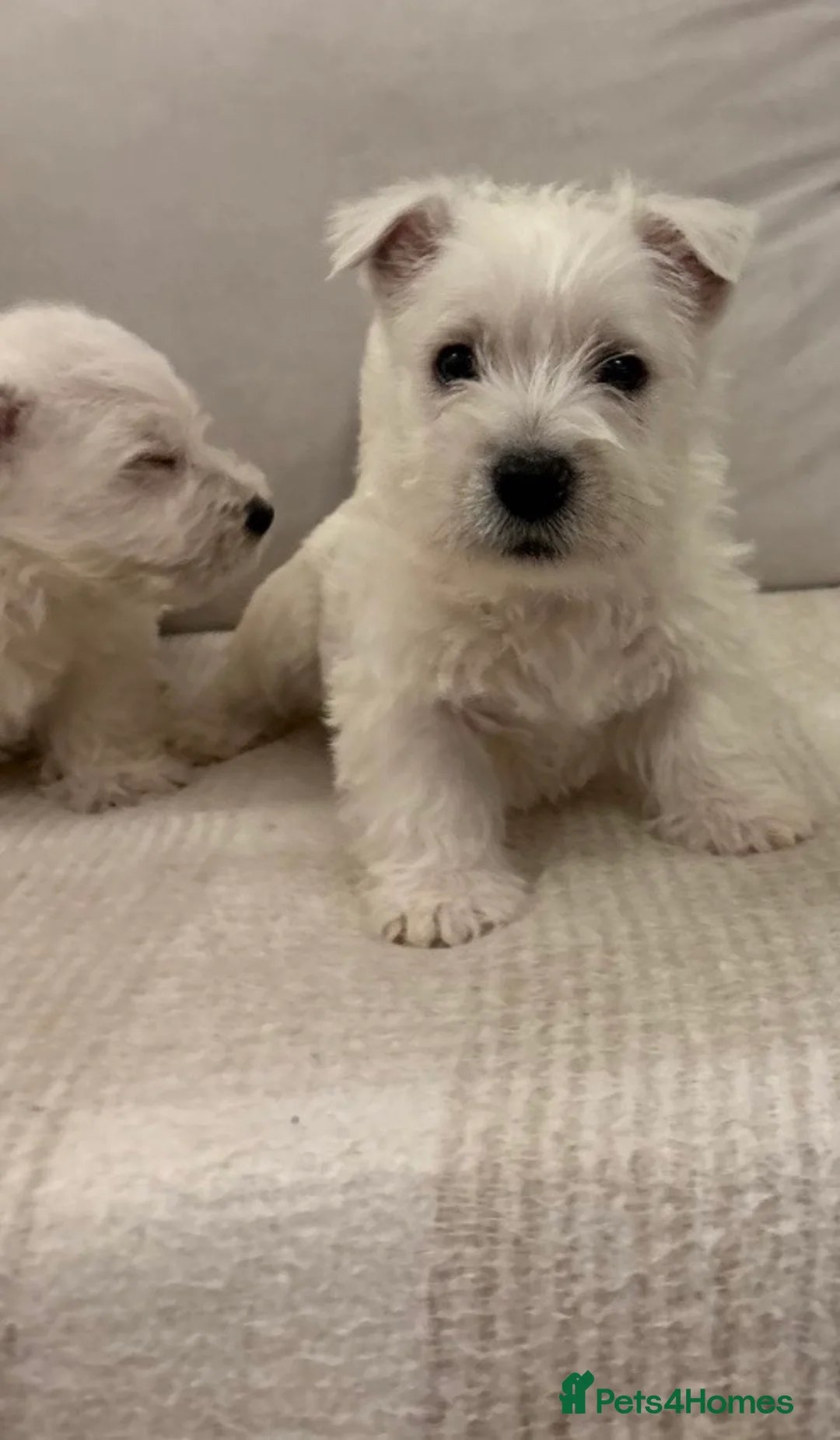 West Highland Terrier dogs for sale: 🐾Stunning Family Bred West Highland Terrier Pups - Advert 2
