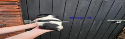 English Springer Spaniel dogs for sale: English Springer Spanel (KC Reg, Vet tail dock)  - Advert 16