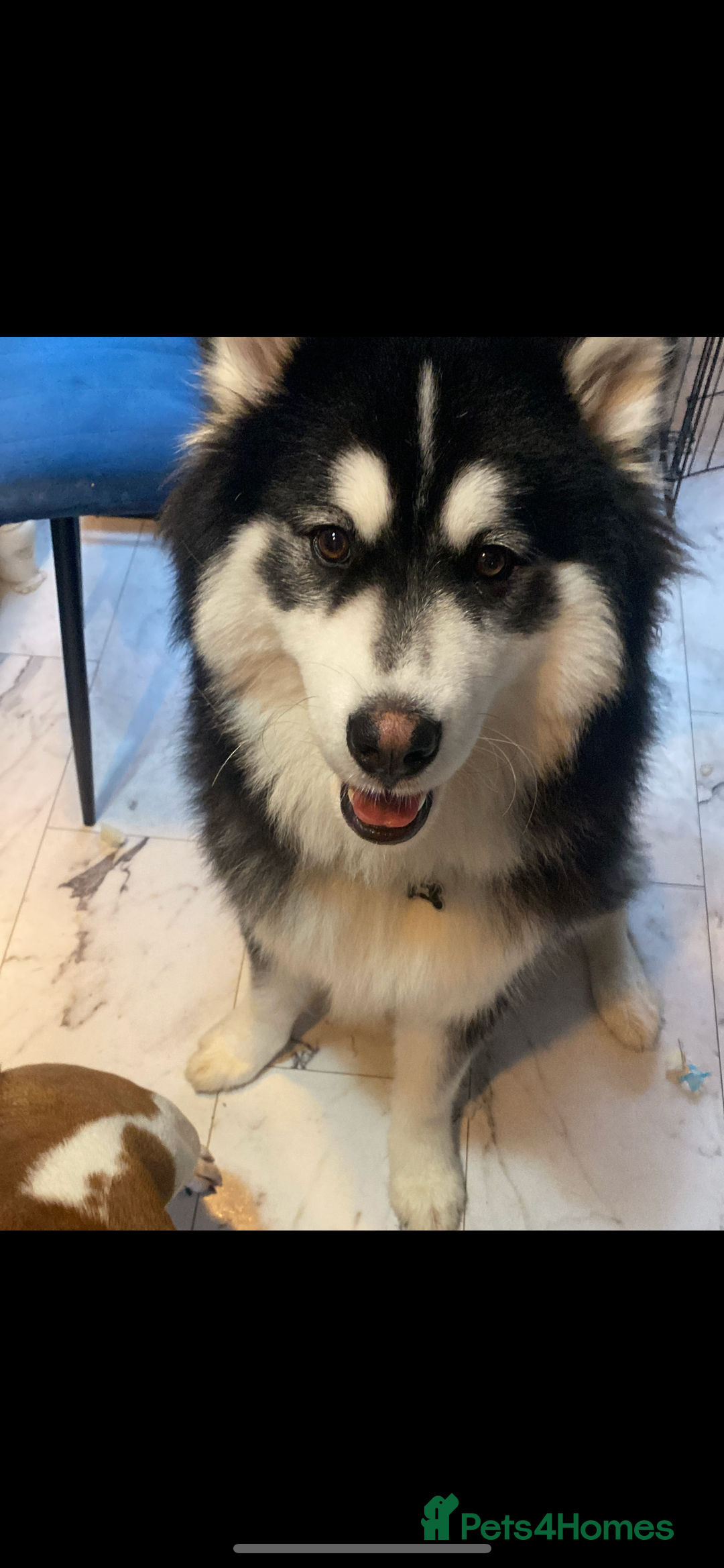 Mixed Breed dogs for sale: Bullimute rare breed ready now  - Advert 20