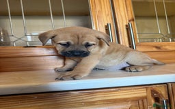 Mixed Breed dogs for sale: Chow chow x American bull dog  - Image 22