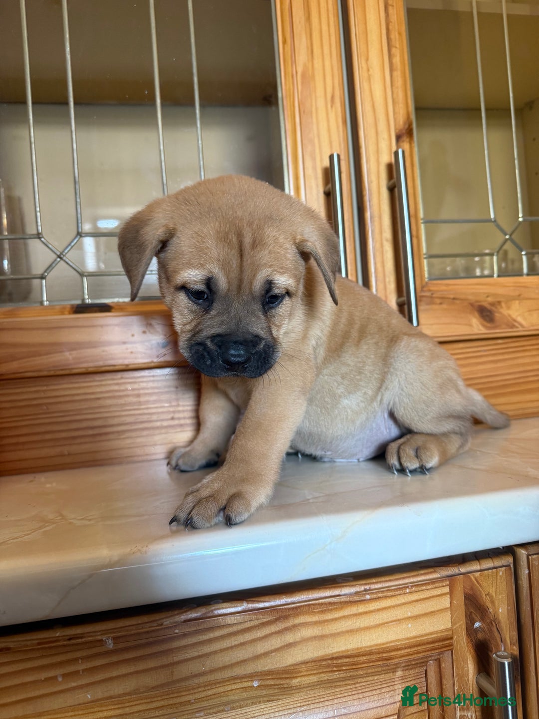 Mixed Breed dogs for sale: Chow chow x American bull dog  - Image 22