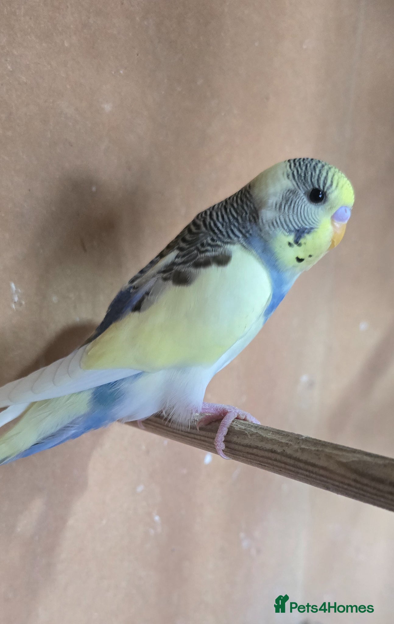 Budgerigars birds Gorgeous Baby Budgies - Advert 1