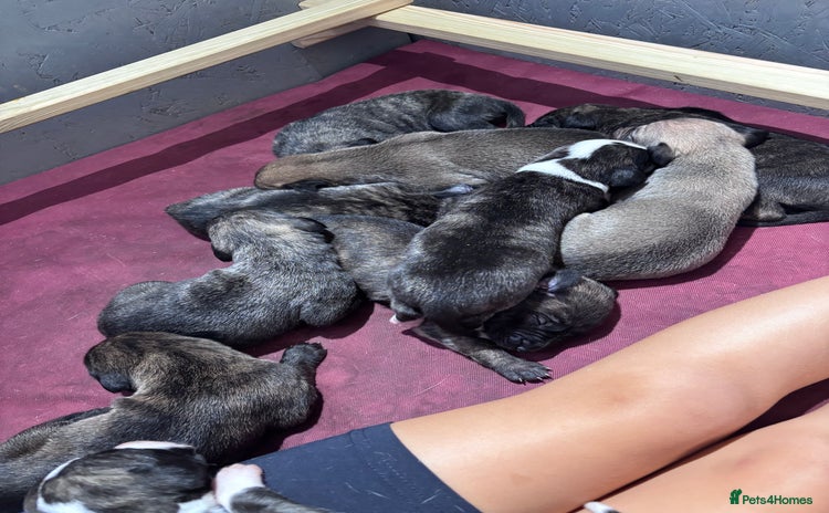Lurcher dogs - Advert 3