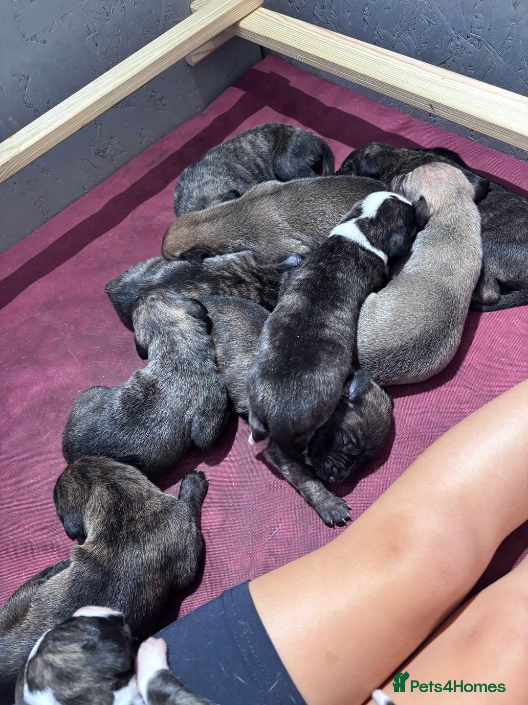 Lurcher dogs for sale: Whippet/greyhound/bull X greyhound/whippet/collieX - Image 1