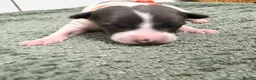 Whippet dogs for sale: litter of 8 pups 5x boys 3x bitches  - Advert 32