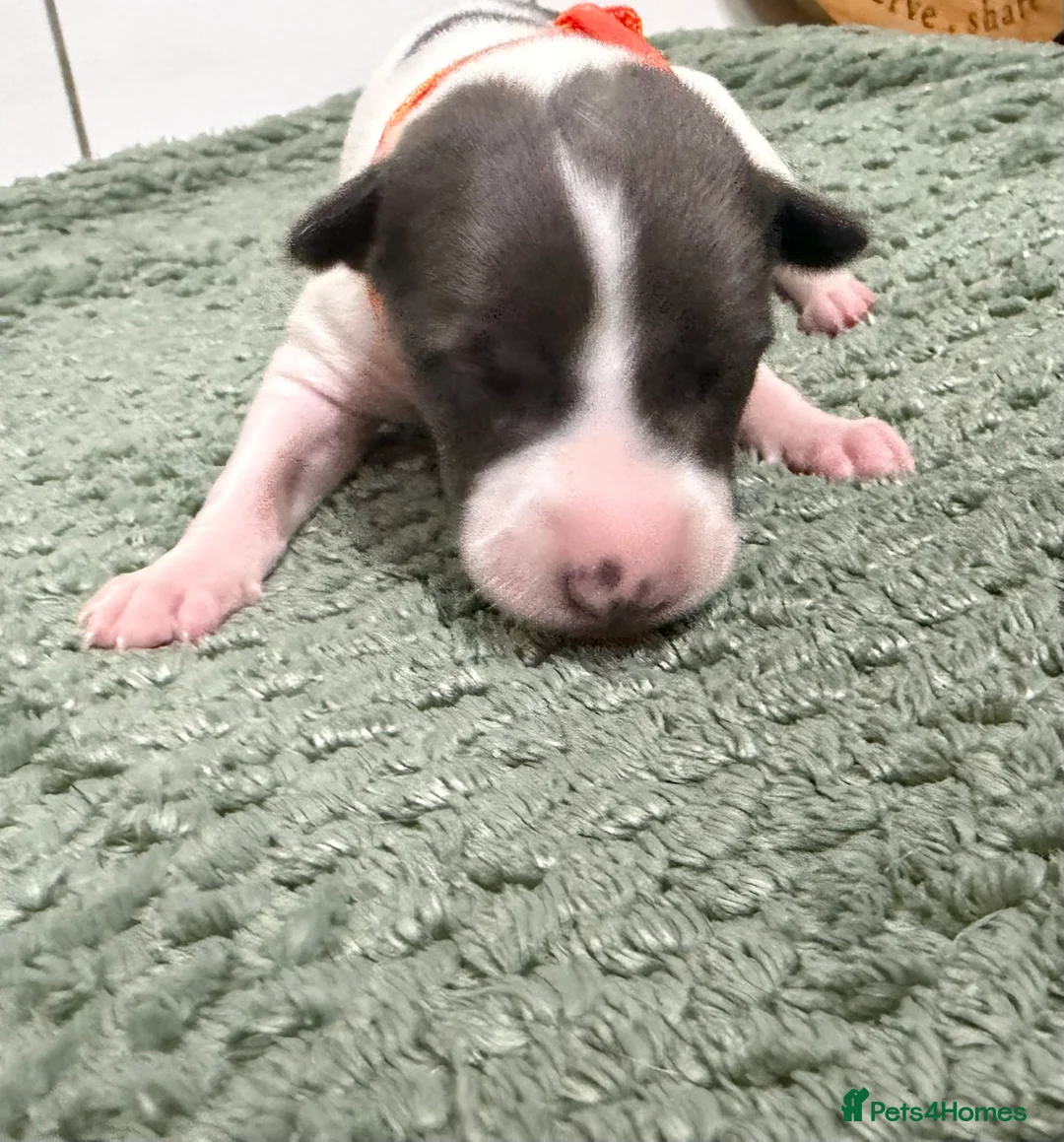 Whippet dogs for sale: litter of 8 pups 5x boys 3x bitches  - Advert 32
