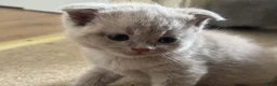 Scottish Fold cats for sale: Scottish fold and strait kittens - Advert 7