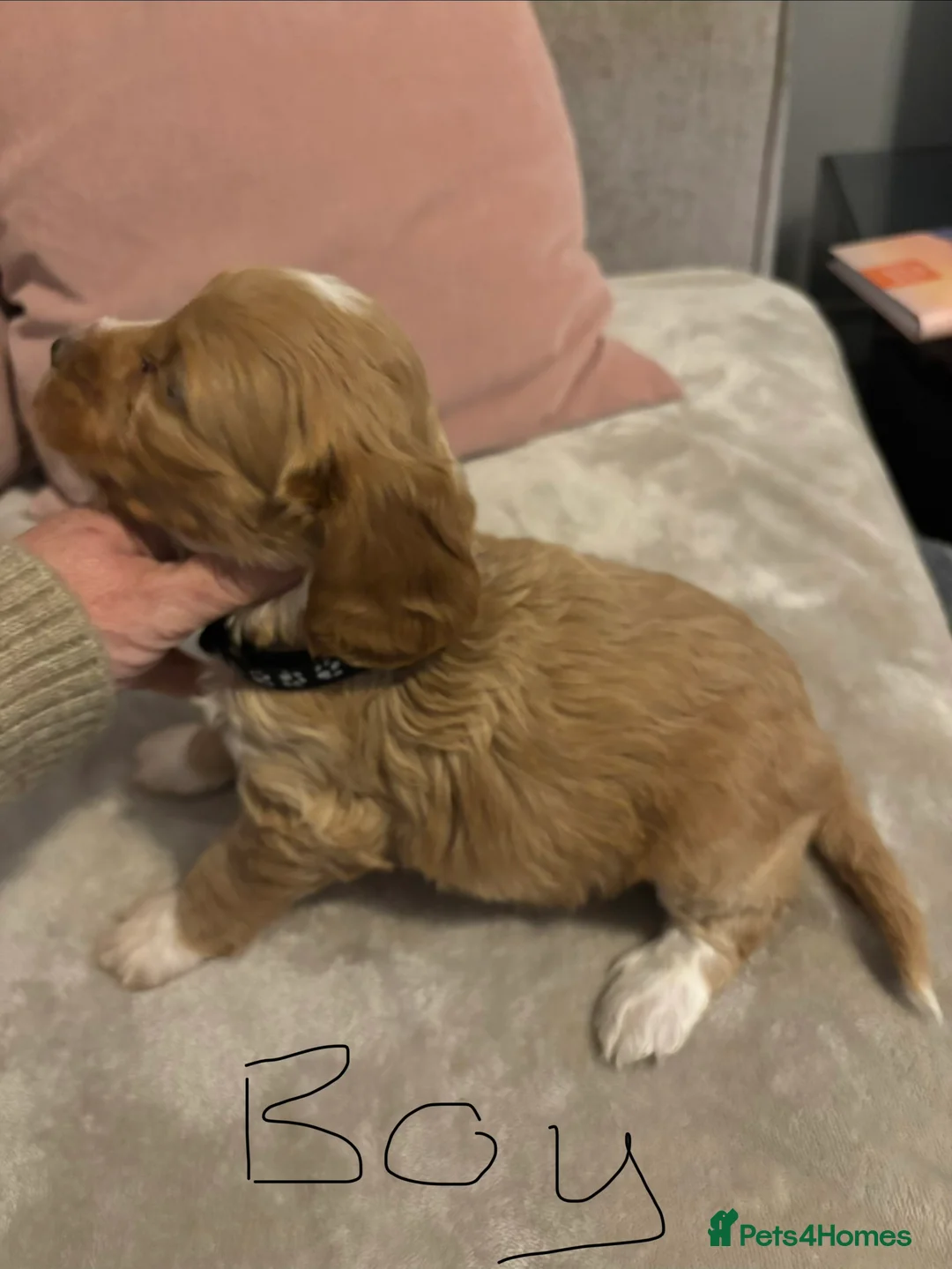 Cockapoo dogs for sale: Quality cockapoo pups - Advert 33