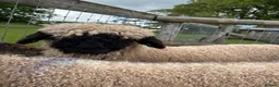 Sheep livestock for sale: Pedigree BNV Wethers - Advert 2