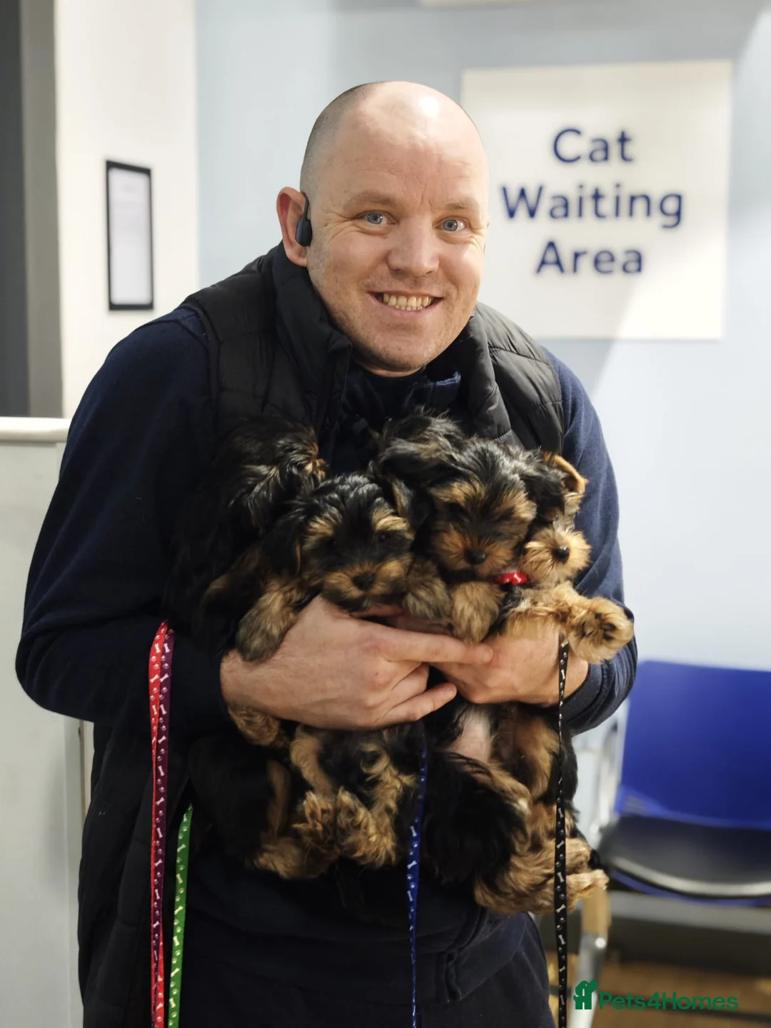 Yorkshire Terrier dogs for sale: Yorkshire Terrier–microchipped,vaccine,vet checked - Advert 3