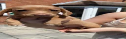Miniature Dachshund dogs for sale: Adorable miniature Dachshund puppies  - Advert 14