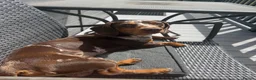 Miniature Dachshund dogs for stud: Dapple Miniature Dachshund for Stud - Advert 8