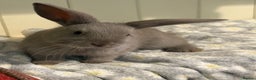 Mini Lop rabbits for sale: Vaccinated/raised indoors, mini lops and lion lop  - Advert 21
