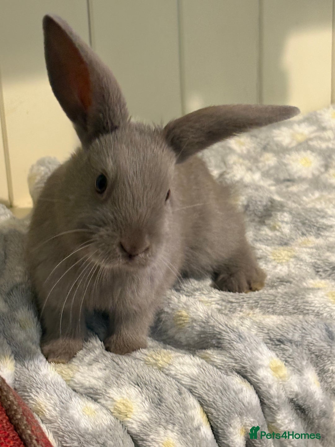 Mini Lop rabbits for sale: Vaccinated/raised indoors, mini lops and lion lop  - Advert 21