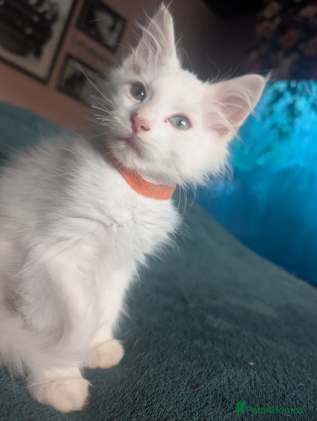 Maine Coon cats for sale: Beautiful Maine coon babies - Advert 2