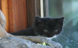 Exotic cats for sale: Exotic cross kittens - Advert 15