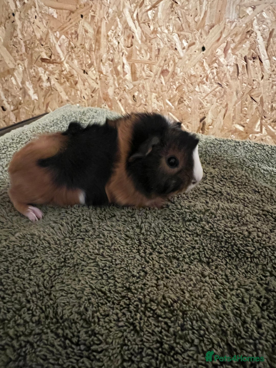 Guinea Pig rodents for sale: Baby guinea pigs  - Advert 13