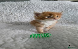 Maine Coon cats for sale: Red and white maine coon kittens TICA registered  - Image 2