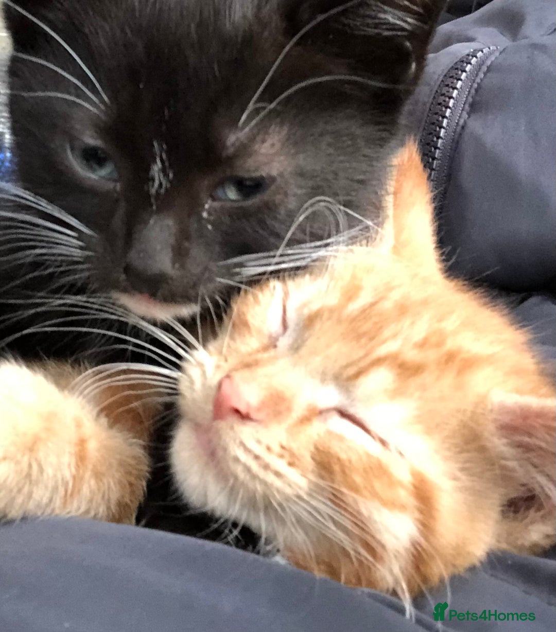 Mixed Breed cats for sale: 3 kittens available in Warrington! 2 male 1 female - Advert 10