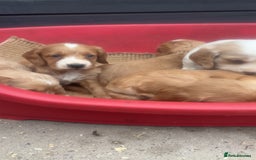 Sprocker dogs for sale: Beautiful Sprocker Puppies - Image 15