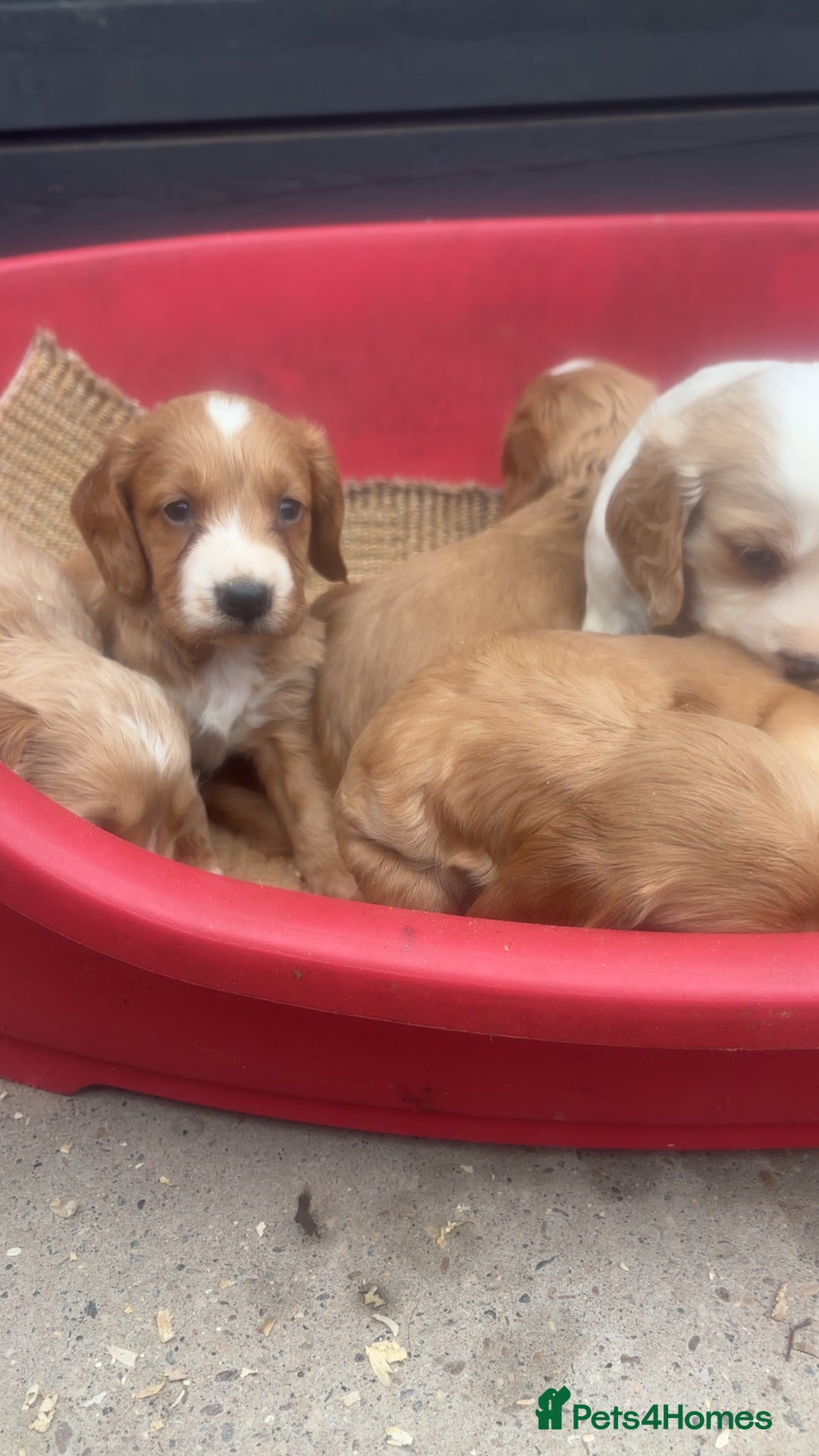 Sprocker dogs for sale: Beautiful Sprocker Puppies - Image 15