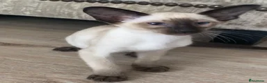 Siamese 1