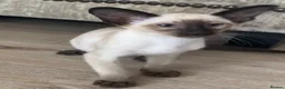 Siamese cats for sale: Chocolate point oriental  - Advert 13