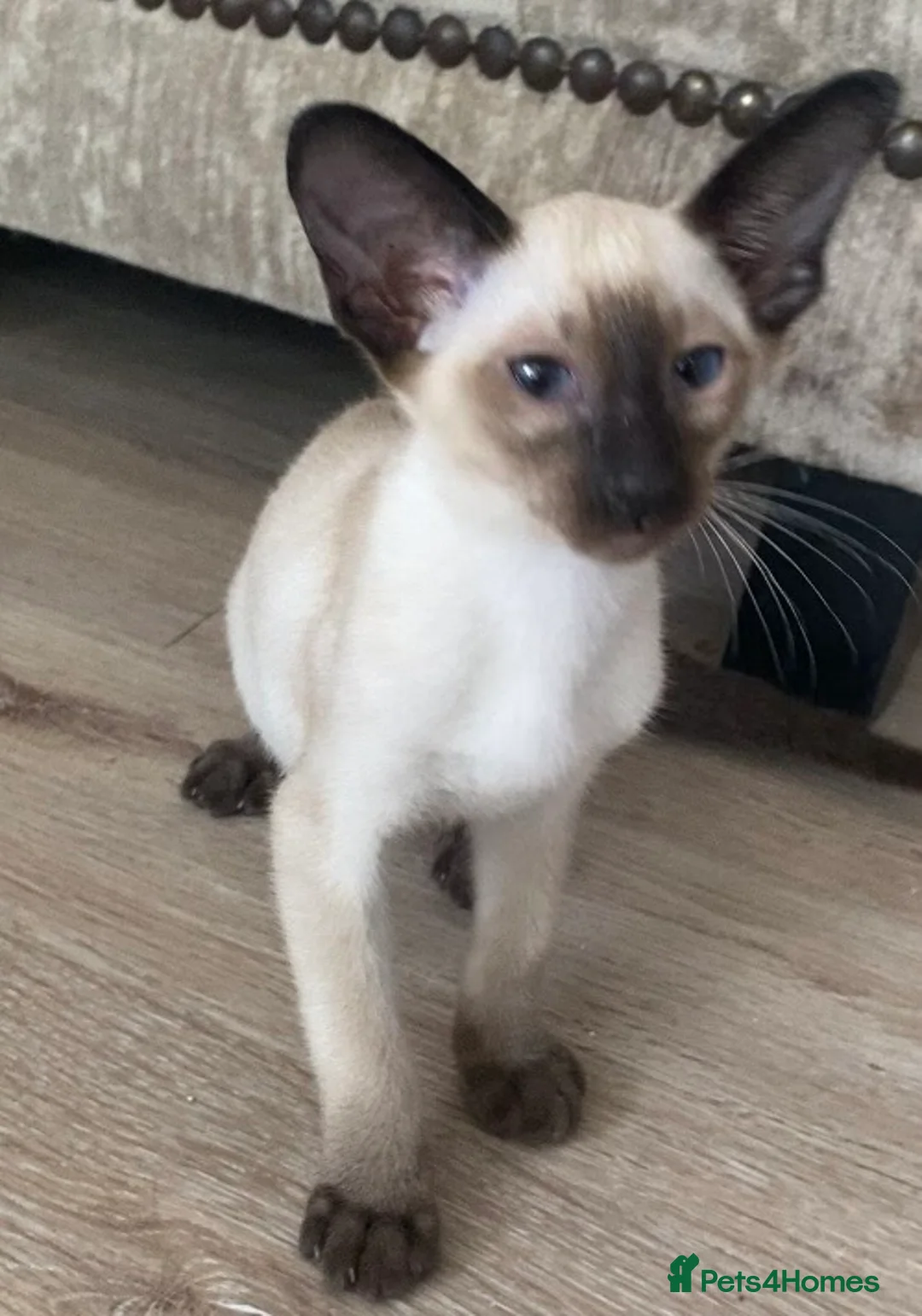 Siamese cats for sale: Chocolate point oriental  - Advert 13