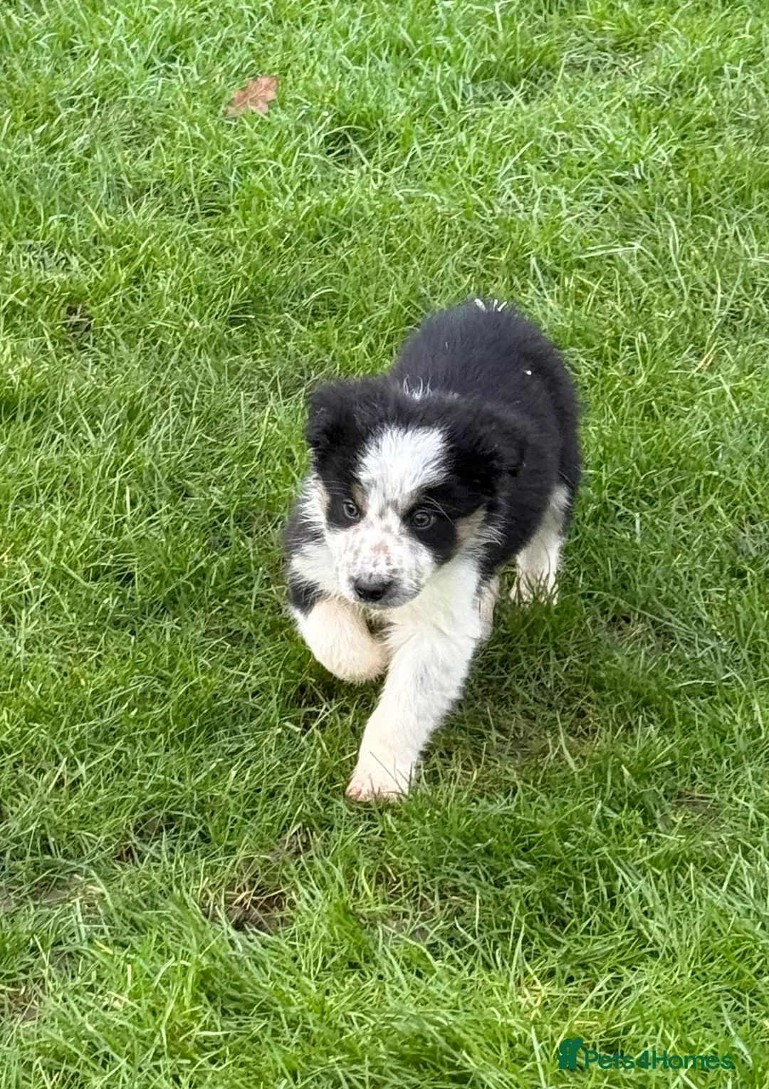 Border Collie dogs for sale: 🌟Beautiful Border Collies🌟 - Advert 7