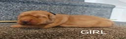 Labrador Retriever dogs for sale: KC registered Labrador retrievers in Bordon - Advert 7