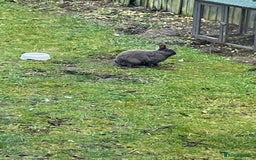 Mixed Breed rabbits for sale: Three beautiful male rabbits - Image 10