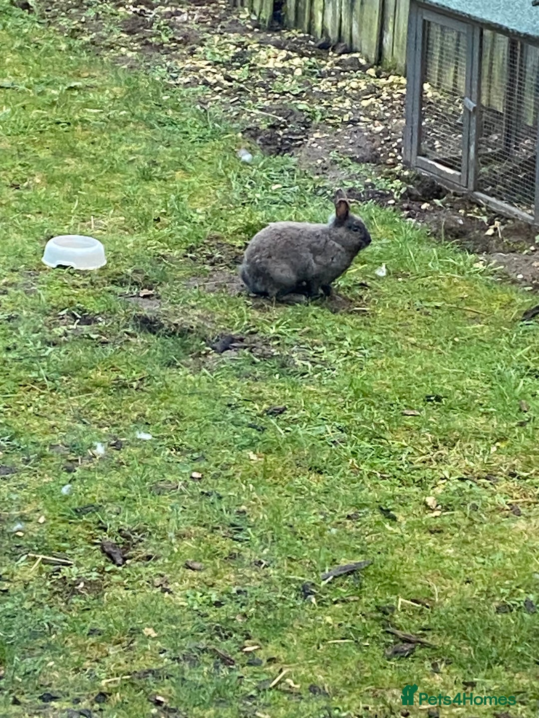 Mixed Breed rabbits for sale: Three beautiful male rabbits - Image 10