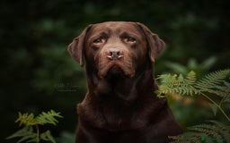 Labrador Retriever dogs for sale: Chocolate Labrador Puppies - Image 9