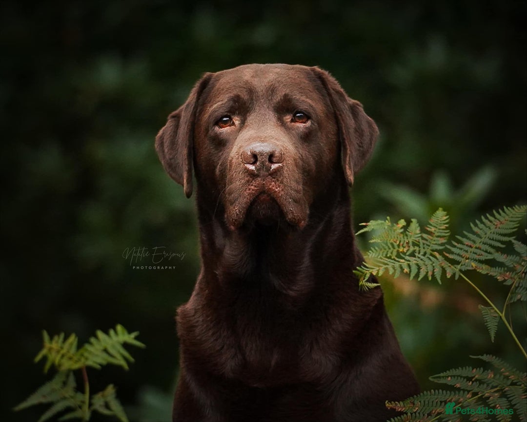 Labrador Retriever dogs for sale: Chocolate Labrador Puppies - Image 9