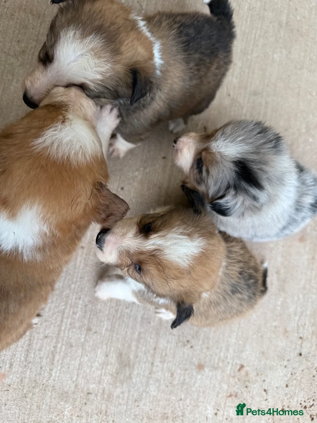 Mixed Breed dogs for sale: Collie puppies  - Advert 2